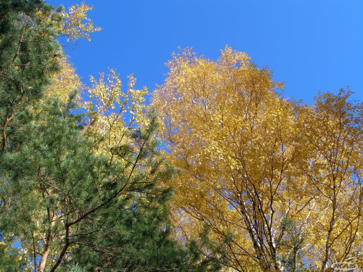 45854 (a): :1600x1200